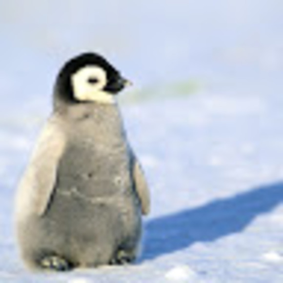 penguin_11